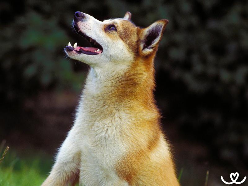 Psi-plemena-norsky-lundehund (10)
